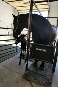 Lester the mule hides behind his mother after getting his anti-inflammatory shot. (National Geographic)