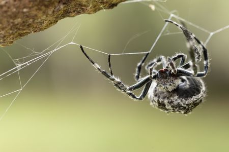 A Darwin's bark spider hanging from a branch in Madagascar's rainforest. (National Geographic/Simon Lewis)