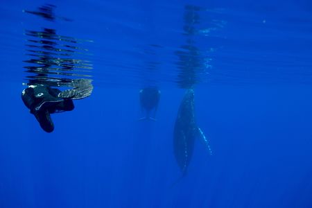 DOP Didier Noirot films two humpback whales, one of which is entangled in fishing line. (National Geographic for Disney/Kim Jeffries)