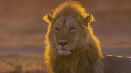 A male lion lies on the ground with the setting sun illuminating his mane in Zambia. (Getty Images)