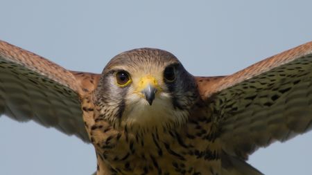 A kestrel spreading its wings. (National Geographic)