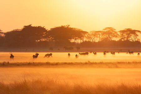 Antelope gather at dawn on Zambia's Busanga Plains. (National Geographic/Clare Kingston)