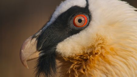 Portrait of a bearded vulture. (National Geographic)