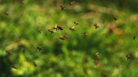Bees in flight, going to hive. (Getty Images)