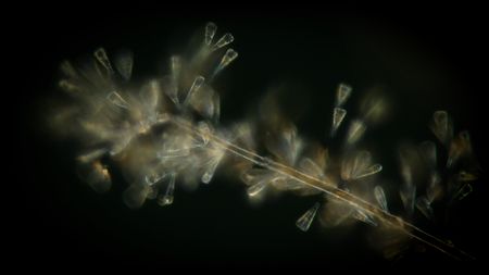 Phytoplankton samples under a microscope aboard La Commandant Charcoat. (credit: National Geographic)