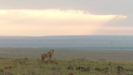 Summer scans the landscape in the early morning light, searching for her missing cub. (National Geographic)