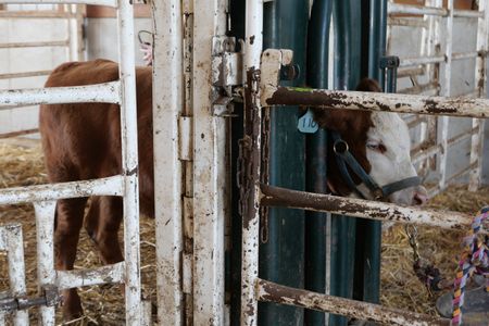 Gypsy, a cow with recurring rumen bloat, stands in a cattle chute, waiting to be examined. (National Geographic)