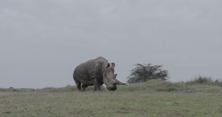 Najin, one of the last two Northern White Rhinos. (credit: National Geographic)