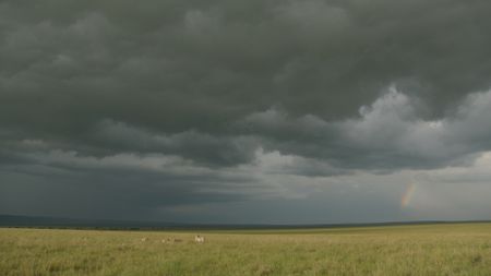 A dramatic sky looms with dark storm clouds building overhead, a small rainbow visible on the right, as lions walk through the grassland below. (National Geographic/Sophie Darlington)