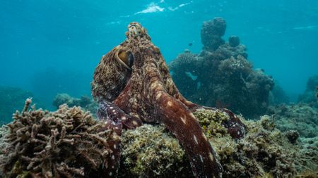 A Day octopus (Octopus Cyanea) perched on corals on the Great Barrier Reef.   (National Geographic for Disney/Richard Woodgett)