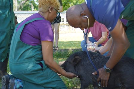 Dr. Ferguson listens to Bella the pig's heart and lungs before he proceeds with his exam. (National Geographic for Disney/Nicholas Reaves)