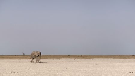 A lone male elephant walks across the desolate Makgadikgadi salt pans. (National Geographic)