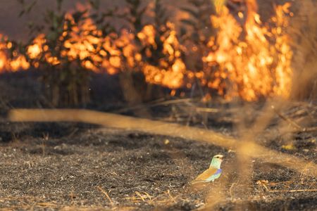 A Senegal roller on burnt ground with fire burning behind. (National Geographic/Jack Richardson)