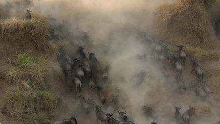 The wildebeest migration, which has yet to reach the prideìs territory, moves across the river in another part of the landscape. (National Geographic)