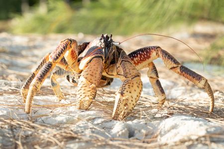 A robber crab, the largest land crab in the world, on a beach on Aldabra atoll. (National Geographic/Sam Lewis)