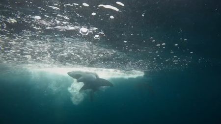 A baby great white shark has taken the bait. (National Geographic/James Blake)