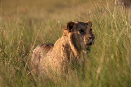 Kio stands in the tall grass, looking ahead with his mouth open. (National Geographic/Claire Arthur)
