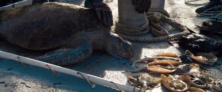 Sea turtle and sting rays killed by totoaba ghost nets. (photo credit: National Geographic)