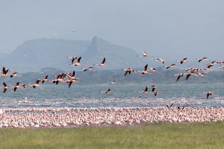 A large flock of lesser flamingos at Lake Elmenteita, Kenya. (National Geographic/Mark Wanjau)