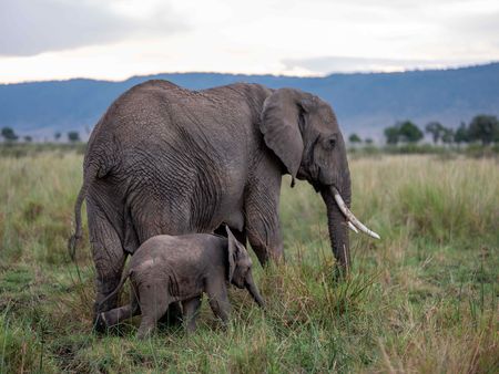 An elephant and calf move across the plains of Maasai Mara, Kenya. (National Geographic for Disney/David Chancellor)