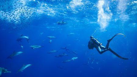 Host, Bertie Gregory, filming a pod of dolphins circling under a bait ball.  (credit: National Geographic/Jeff Hester)