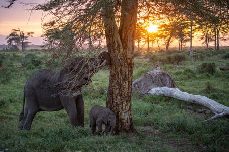 A family of elephants roams through Kimana Sanctuary, a crucial corridor that links Amboseli National Park with the Chyulu Hills and Tsavo protected areas in Kenya, on May 23, 2022. As well as being the largest land mammal on earth, elephants are a keystone species and play an important role in the environment where they live. However, having roamed the wild for 15 million years, today, this iconic species faces the biggest threats to its survival due to ivory poaching, human-wildlife conflict and habitat destruction. (National Geographic for Disney/Nichole Sobecki)