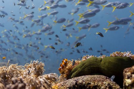 A clown anemonefish on a coral reef in Raja Ampat, Indonesia. (Credit: Olly Scholey)