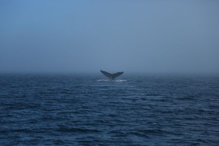 A whale is spotted off the coast. (National Geographic/Wayne Moss)