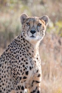 A portrait of a cheetah in the Sneeuberg Mountains. (National Geographic/Virginia Quinn)