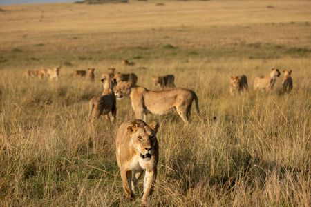 Members of Summer's Pride stand scattered across the grassland. (National Geographic/Joe Treddenick)