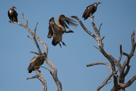 A vulture steadies itself in mid-air as it lands on a dead tree to scan for scavenging opportunities below. (National Geographic/Karl Davies)