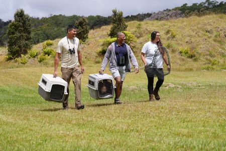 Biologist Raymond McGuire, Christian Cooper and wildlife rehabilitator Heidi Franz carry rehabilitated Nēnē at the Hawaii Island Nēnē Sanctuary. (National Geographic for Disney/Troy Christopher)