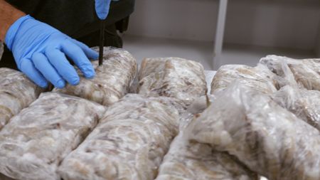 CBP Officer Bono uses a metal probe to search for contraband hidden inside packages of frozen shrimp found in a passenger's luggage at the JFK International Airport, in New York. (National Geographic)