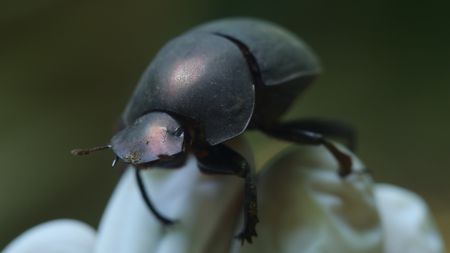 A dark beetle is held in close-up for inspection.(National Geographic)