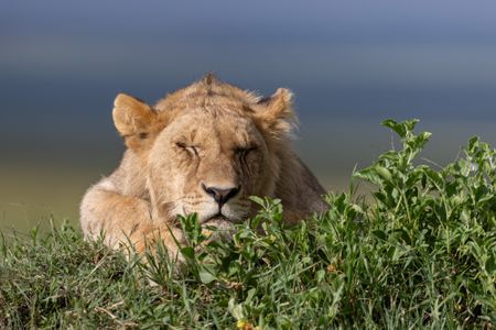 Kio rests his head on the mound, eyes closed, taking a quiet snooze in the grassland. (National Geographic/Simon Blakeney)