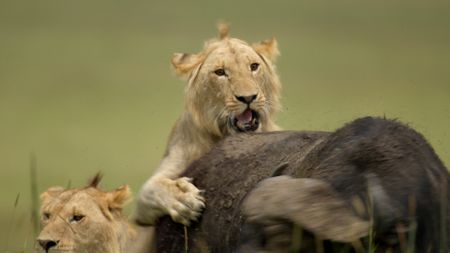 One of Kio's brothers moves into action during a buffalo hunt. (National Geographic/Rolf Steinmann)