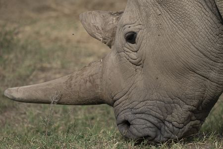One of the last two remaining Northern White Rhinos in the world grazes for snack time at the Ol Pejeta Conservancy.  (credit: National Geographic/Katie Cleary)