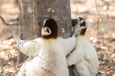 Two Verreaux's sifaka lemurs hugging the base of a tree to cool down. (National Geographic/Stuart Dunn)