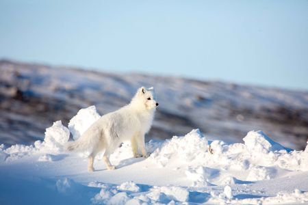 An Arctic fox stands on a snowy mound in Utqiaġvik, Alaska. (National Geographic for Disney/Dani Godwin)