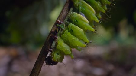 An African moon moth caterpillar clmbing down a plant. (National Geographic)