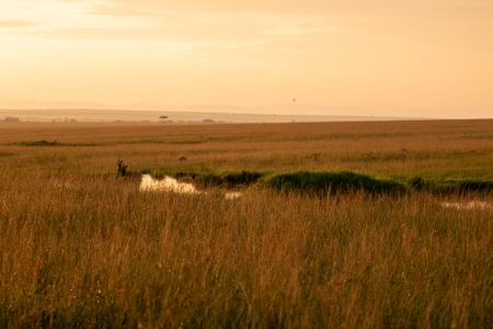 A view of the grasslands in Maasai Mara, Kenya. (National Geographic/Joe Treddenick)