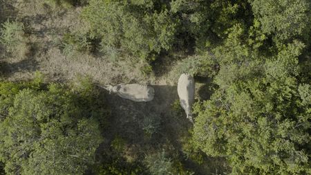 Najin (left) and Fatu, the last two Northern White Rhinos.  (credit: National Geographic)