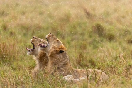 Two of Kio's brothers sit upright, raising their heads and shaking their manes to dry off after the rain. (National Geographic/Simon Blakeney)
