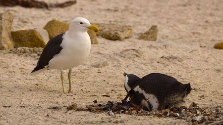 An African penguin protects its egg from a Cape gull. (National Geographic)