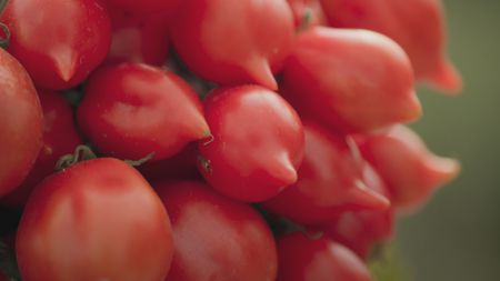 TUCCI IN ITALY - “Naples & Campania” - Cherry tomatoes on the vine at Azienda Agricola Rosso Vesuvio. (National Geographic)TUCCI IN ITALY