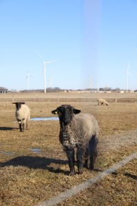 A few of the Pol family's sheep stand in the animal pasture. (National Geographic)
