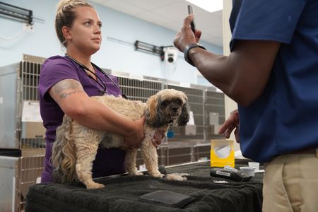 Archie, the dog, needs a glucose monitor to keep his diabetes in check. (National Geographic for Disney/Felix Rojas)