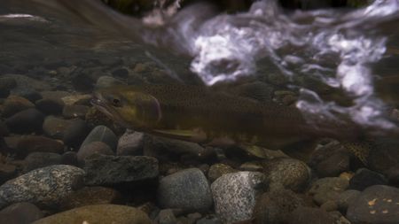 A Salmon underwater racing upstream. (National Geographic for Disney/Ambrose Weingart)