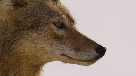 A portrait of an African golden wolf. (National Geographic)