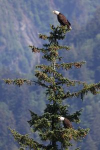 Mom and dad bald eagles call their chicks from nearby on a tree. (National Geographic for Disney/Brendan Cornelissen)